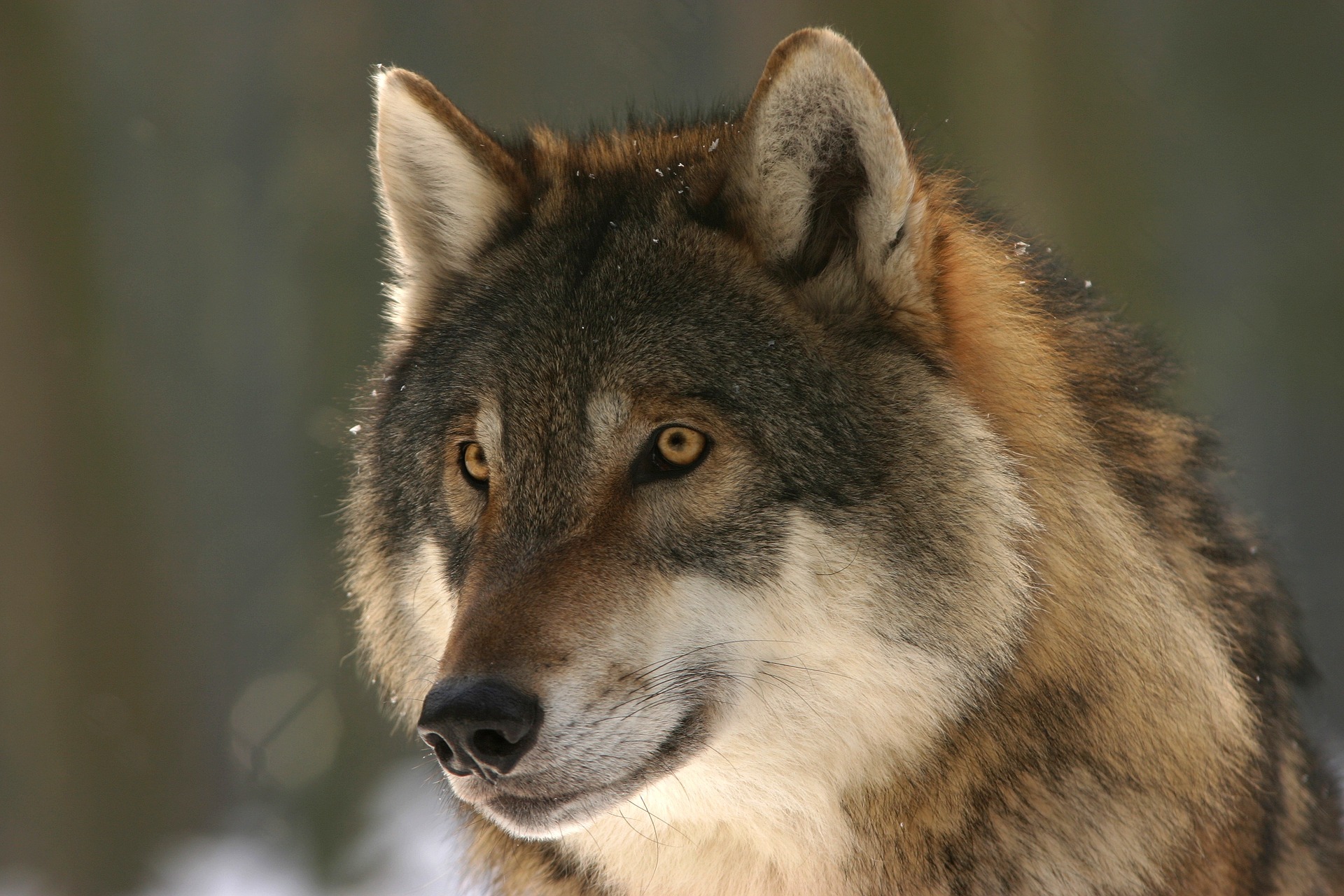 wolf-725380_1920