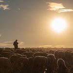 Shepherd and flock of sheep