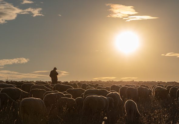 Shepherd and flock of sheep