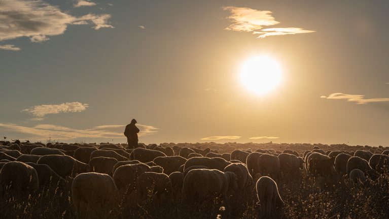 Shepherd and flock of sheep