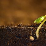 Growing plant. Green sprout growing from seed.