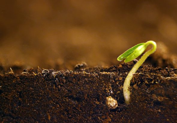 Growing plant. Green sprout growing from seed.